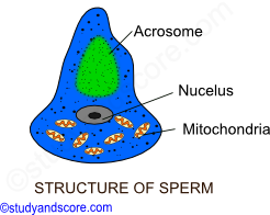 ascaris structure of sperm, Ascaris male reproductive system, Ascaris reproductive system, Penial spicules, Mature males, Testi, Vas deferens, Seminal vesicles, Ejaculatory duct